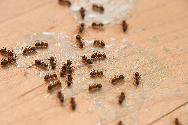 Best Local Pest Control Services  in Salado, TX